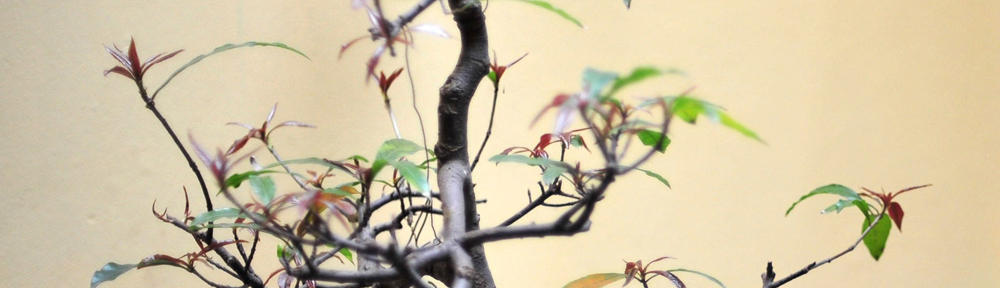 Dhimas Lanang Nugroho's Blog
